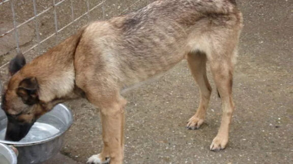 La Orhei va fi deschis un azil pentru câini