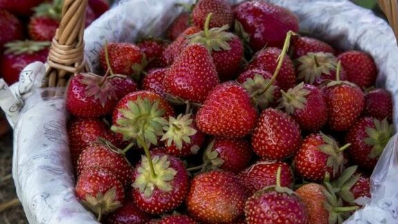 18 tone de căpșune