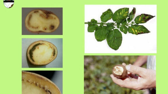 22 tone de cartofi din Belarus