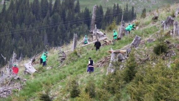 50 de milioane de puieţi vor fi plantaţi la nivel național