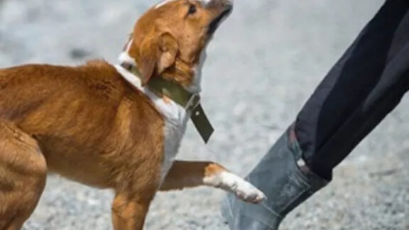 Adoptă un câine și vei primi un prieten pentru întreaga viață