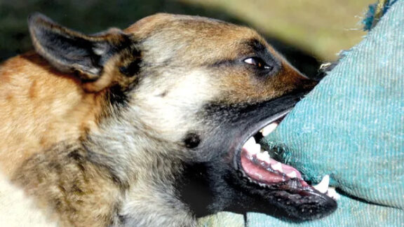 un câine ce mușcă un picior