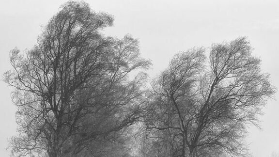 Cod galben de vânt puternic