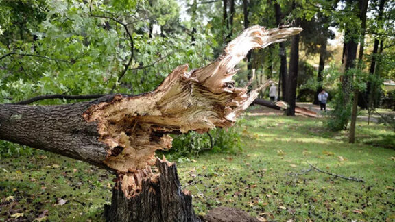 Copac căzut Chişinău