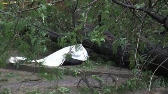 Femeie strivită de un copac Buiucani