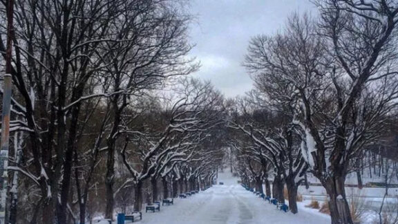 Drum înzăpezit și copaci