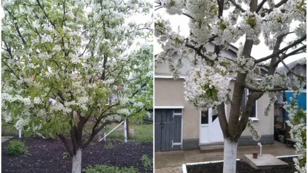doi copaci înfloriți