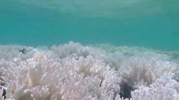 Marea Barieră de Corali