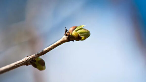 o creangă de copac cu un mugure
