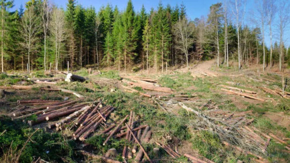 Defrișarea pădurilor