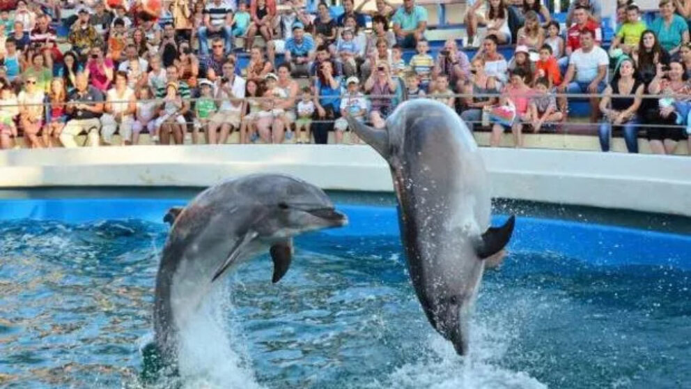 Delfinariu