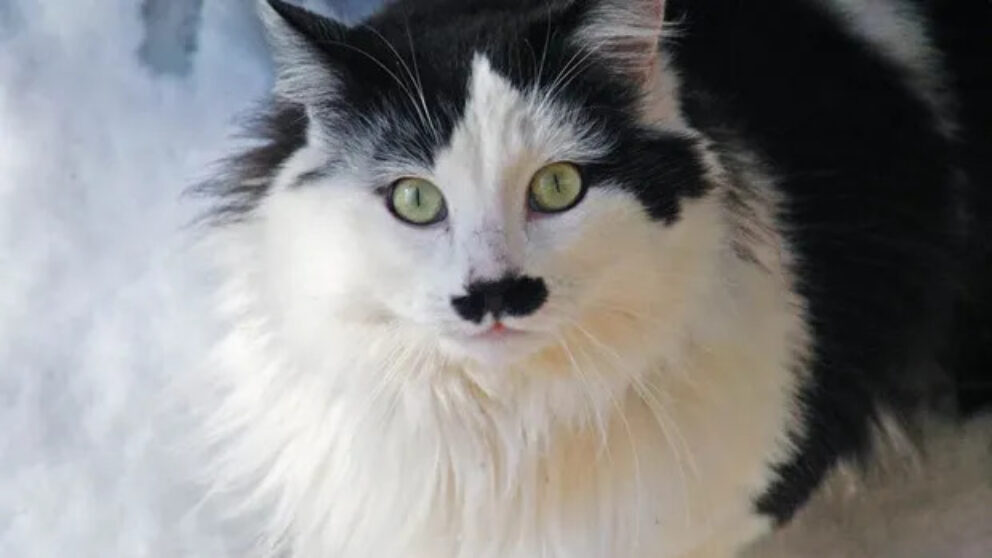 dictator cat