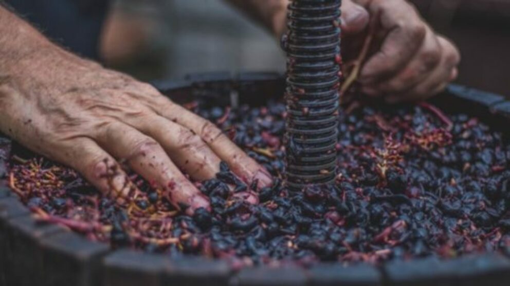 Fermentarea vinului