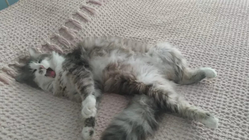 gato
