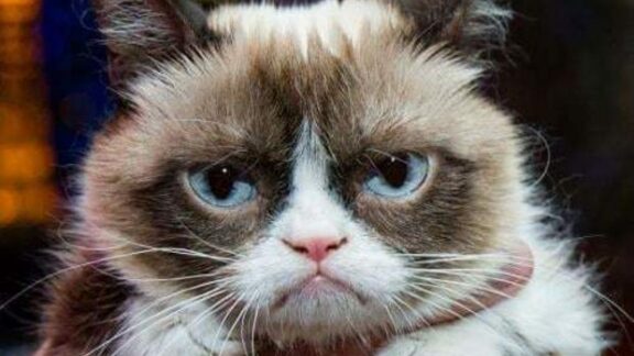 Grumpy Cat