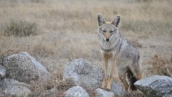 Haite de şacali din R. Moldova ar fi migrat  în judeţul Botoşani