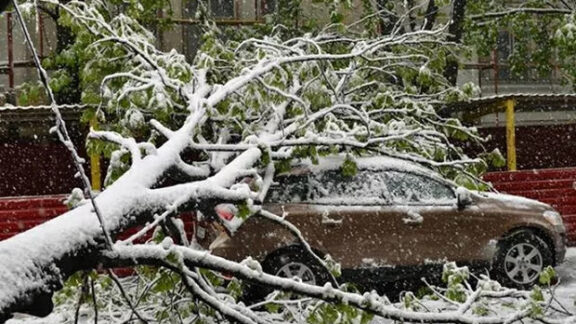 un copac căzut peste o mașină