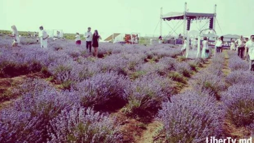 lavender fest