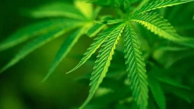Marijuana