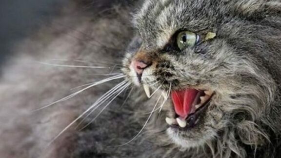 Nouă cazuri de rabie