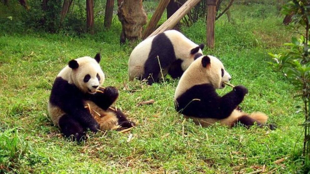 playing pandas