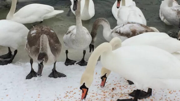 Mai multe lebede care mănîncă