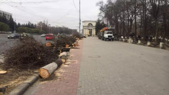 Peste 250 de arbori vor fi defrişaţi pe bulevardul Ştefan cel Mare