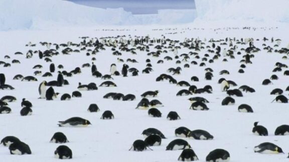 moartea a zeci de mii de pinguini