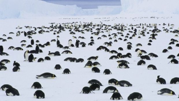 moartea a zeci de mii de pinguini