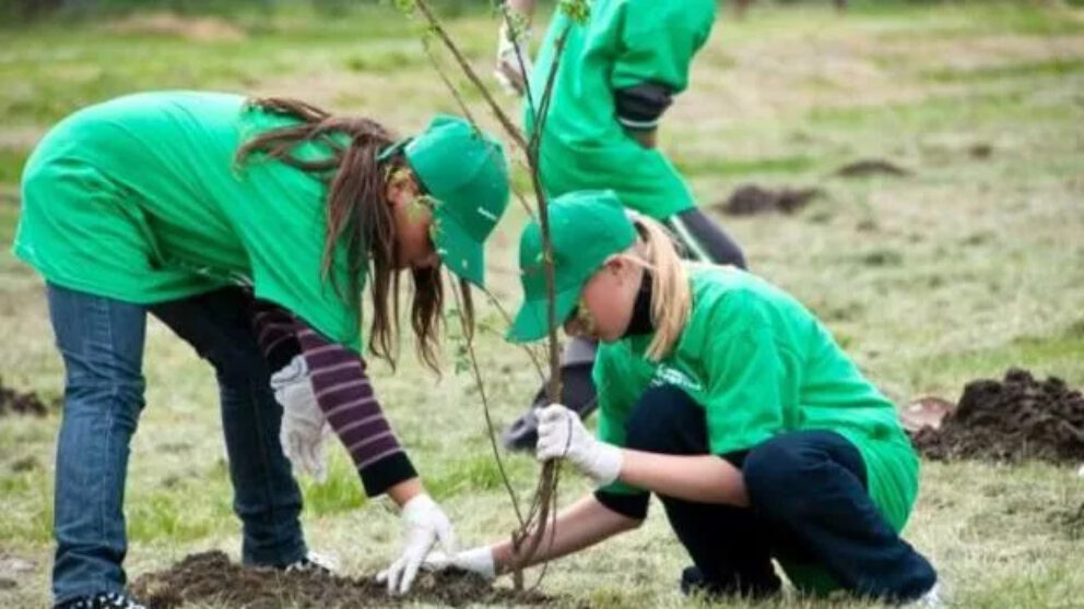 Plantarea copacilor