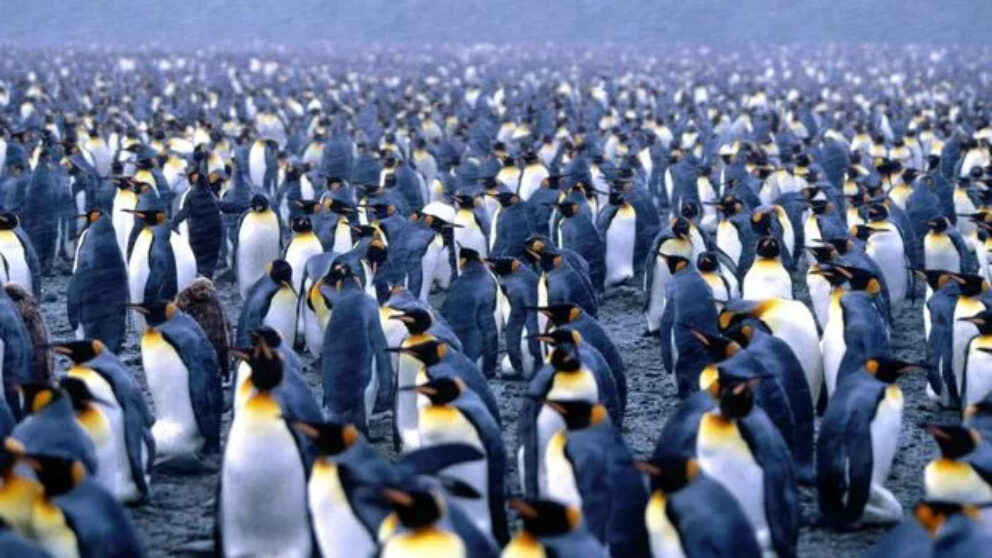 pinguini
