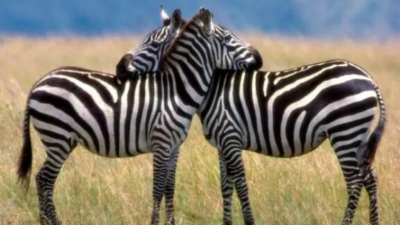 vezi lumea cu alți ochi