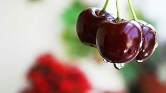 Primele cireșe