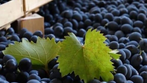 Producătorii din Republica Moldova vor putea exporta în UE