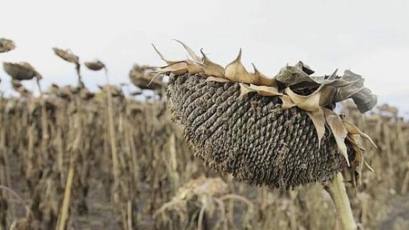 recoltare a florii-soarelui