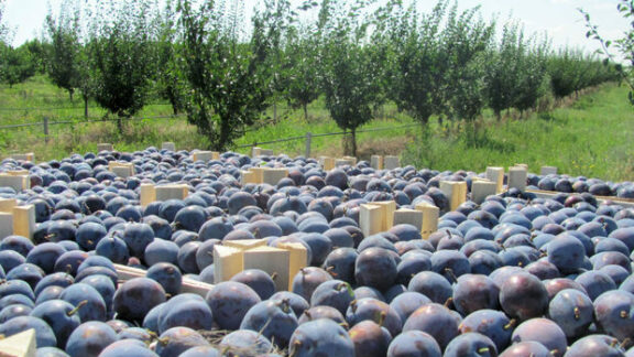 Sângele apă nu se face! Strugurii și prunele din Republica Moldova au apărut pe rafturile magazinelor din România