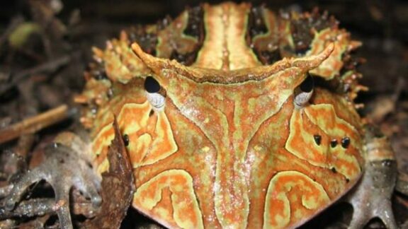 broasca Surinam ce consuma dinozauri