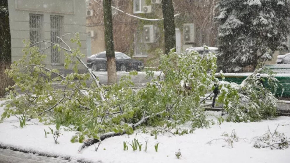 ULTIMA ORĂ! 500 de arbori