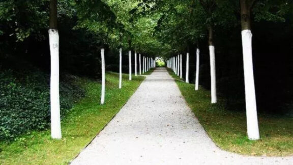 Datul copacilor cu var